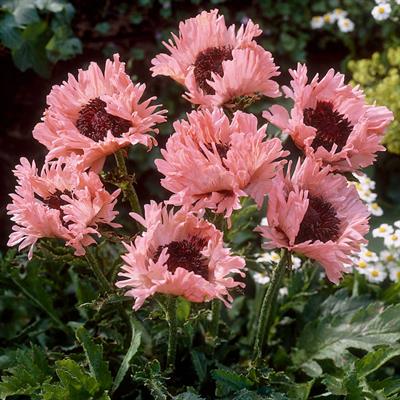 Papaver orientale